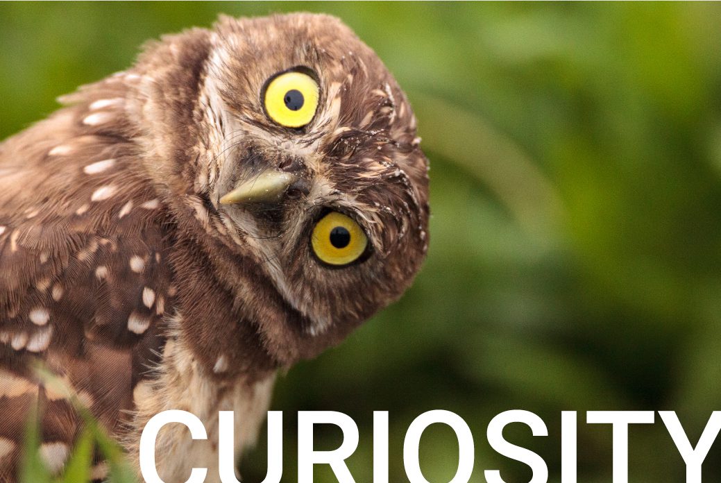 Curiosity Value